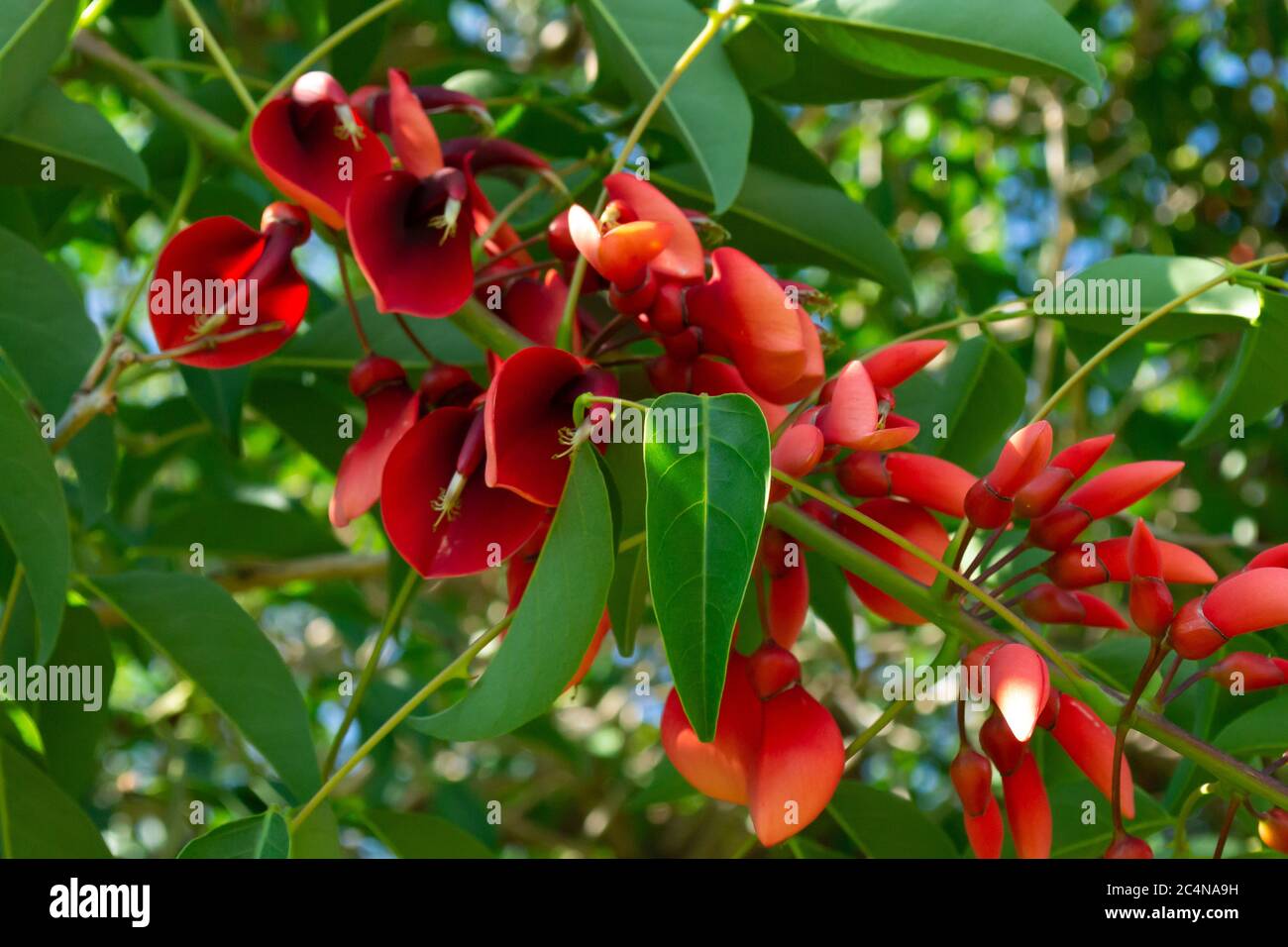 Primo piano di un albero con fiori rossi - erythrina crista-galli conosciuto anche come un albero di corallo e un albero di fiamma. Immagine stock. Foto Stock