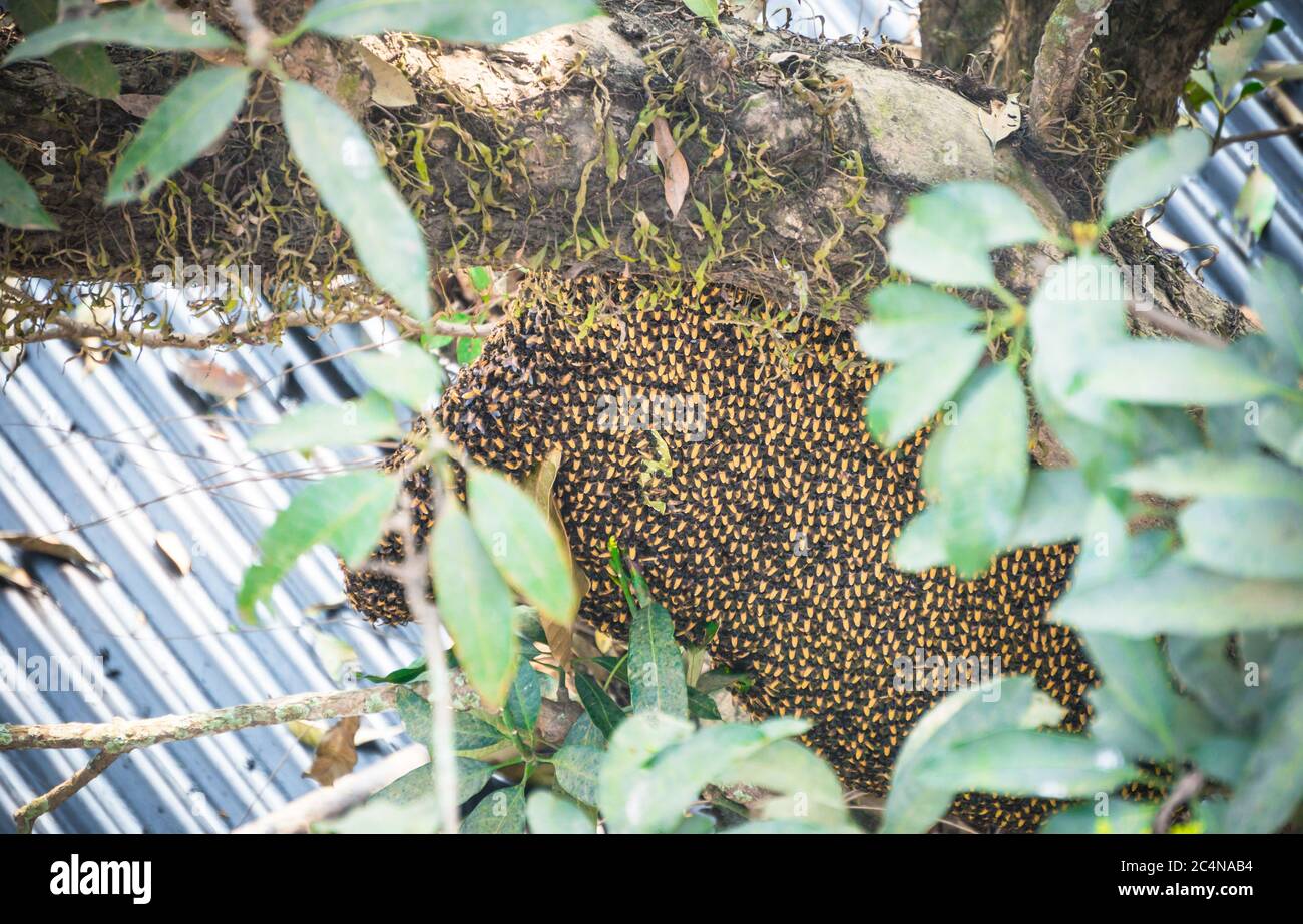 Hive di api giganti asiatiche nidificanti su un albero vicino a una casa. API dormata. Foto Stock