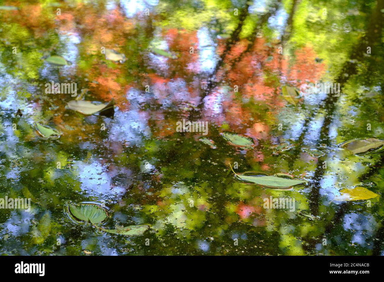 Riflessioni delle foglie autunnali in uno stagno in un giardino giapponese, Tokyo. Foto Stock