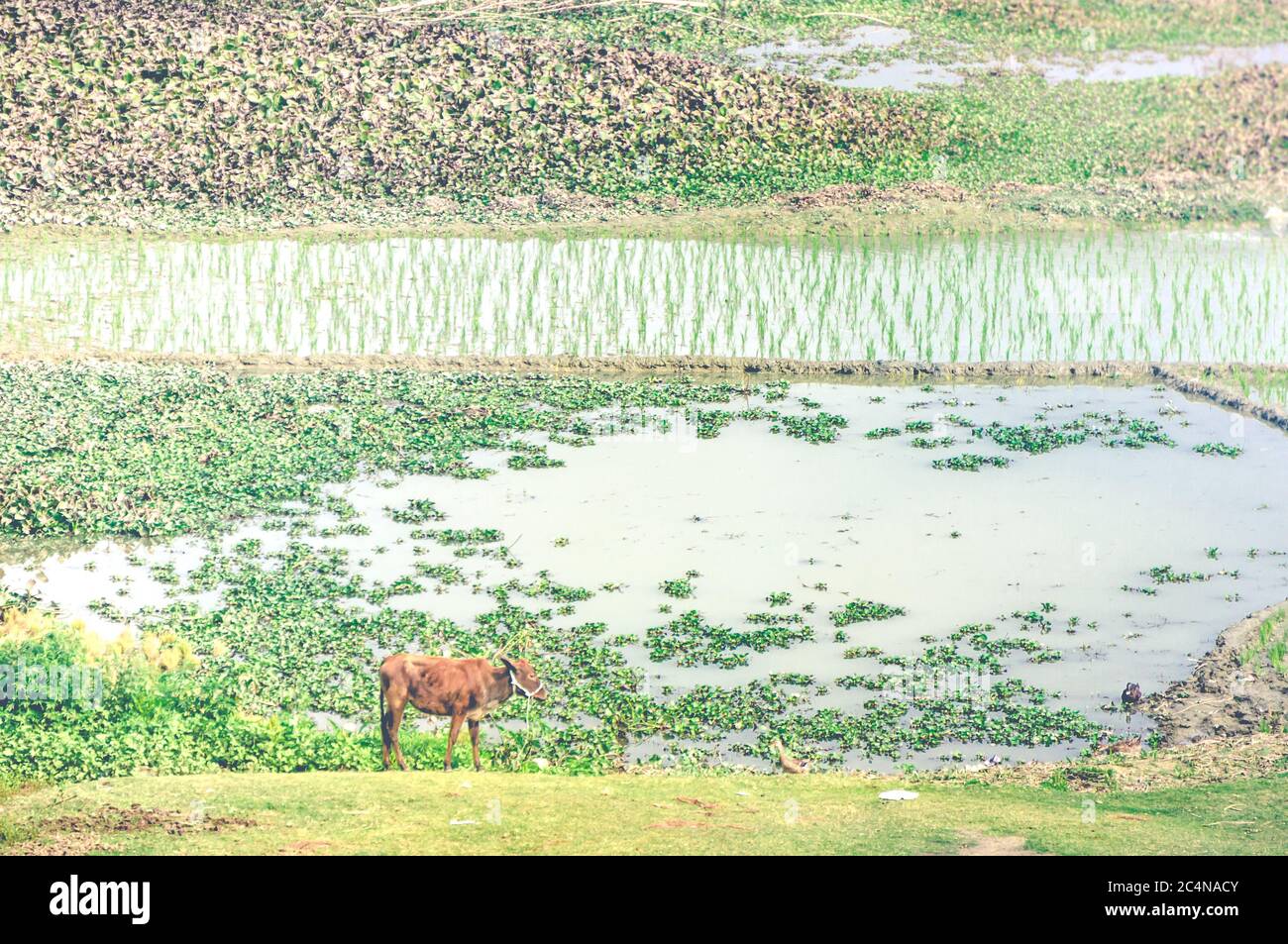 Paesaggio di campi di riso in India con una mucca indiana in primo piano Foto Stock