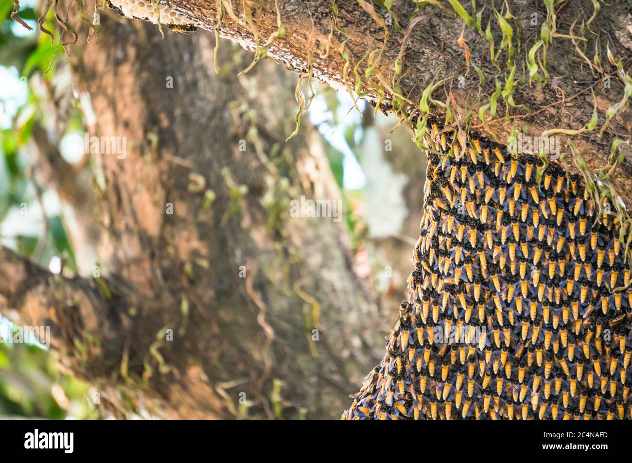 Hive di api giganti asiatiche nidificanti sull'albero. API dormata. Foto Stock