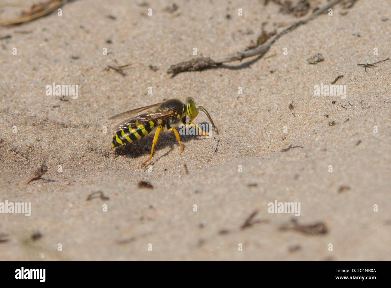 femmina sabbia wasp scavare un tunnel nido Foto Stock