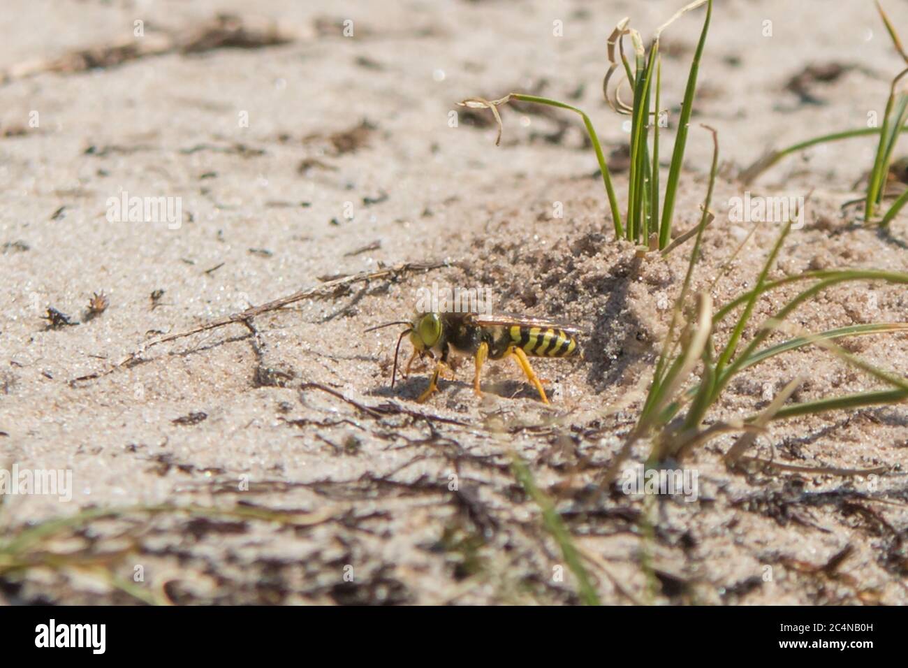 la sabbia scavava nido in un habitat sabbioso Foto Stock