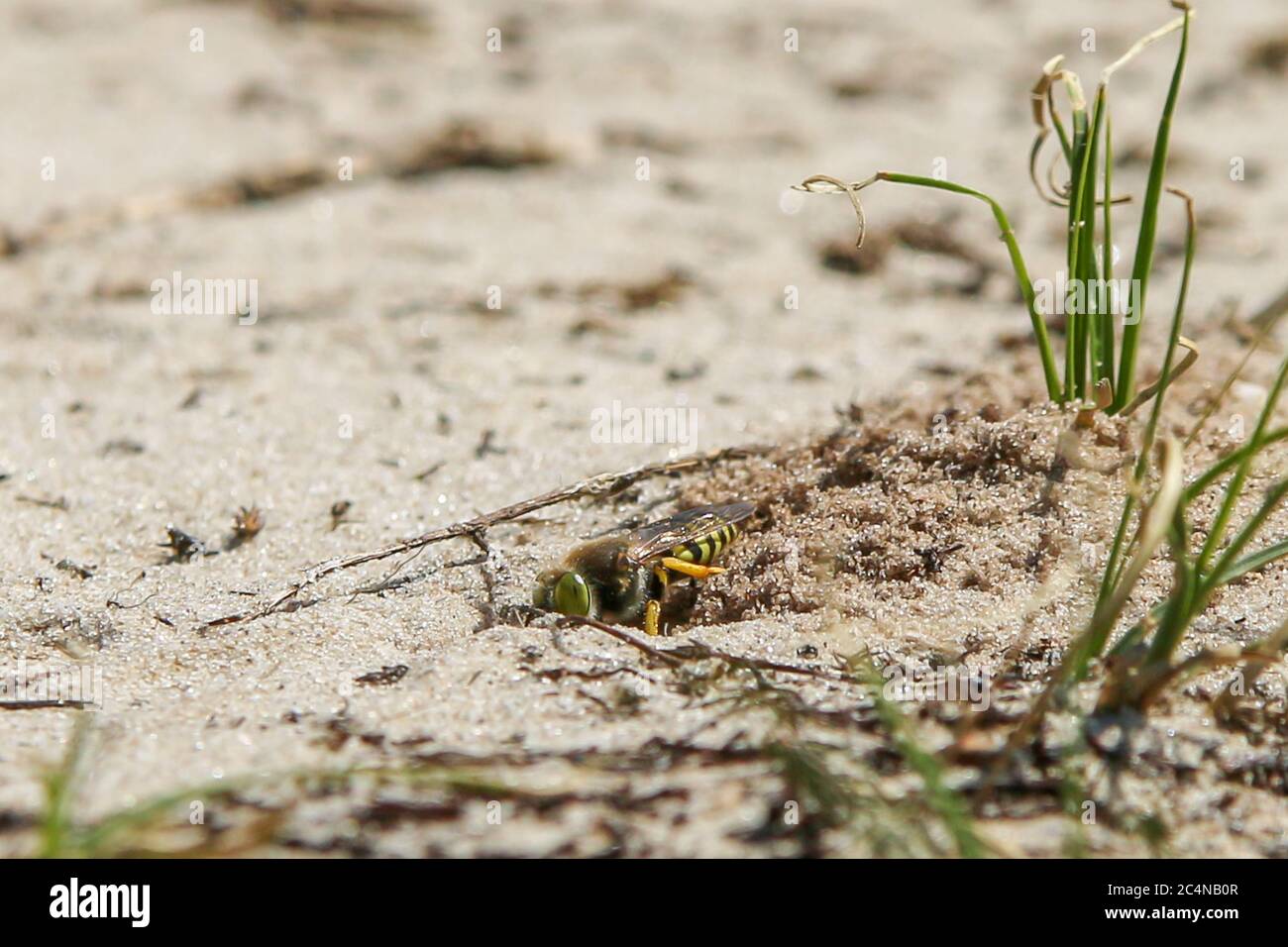 femmina sabbia waspa scavare un tunnel nido in sabbia per posare le sue uova Foto Stock