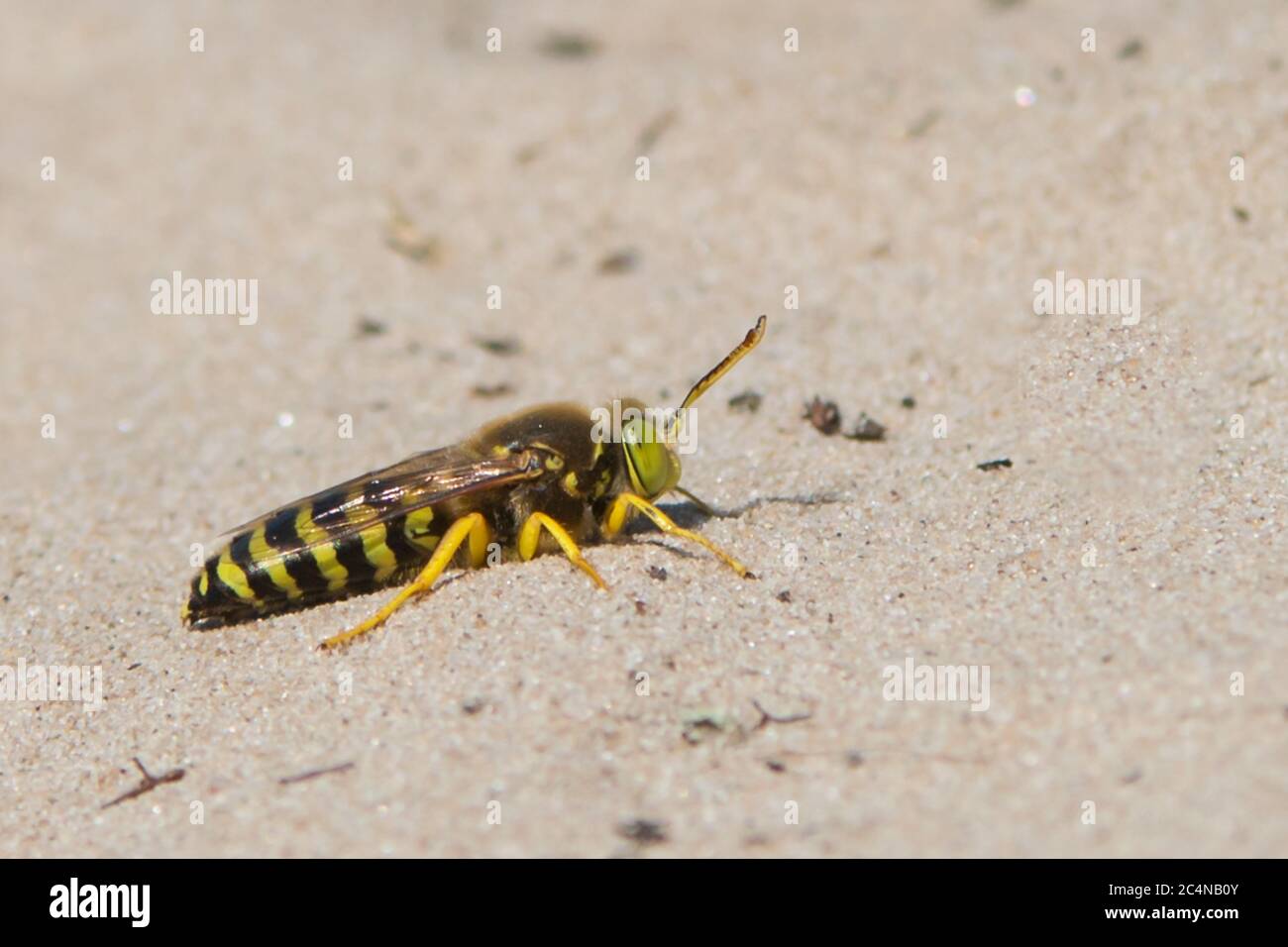 sabbia wasp circa per tunnel nel suo habitat e deporre le uova Foto Stock