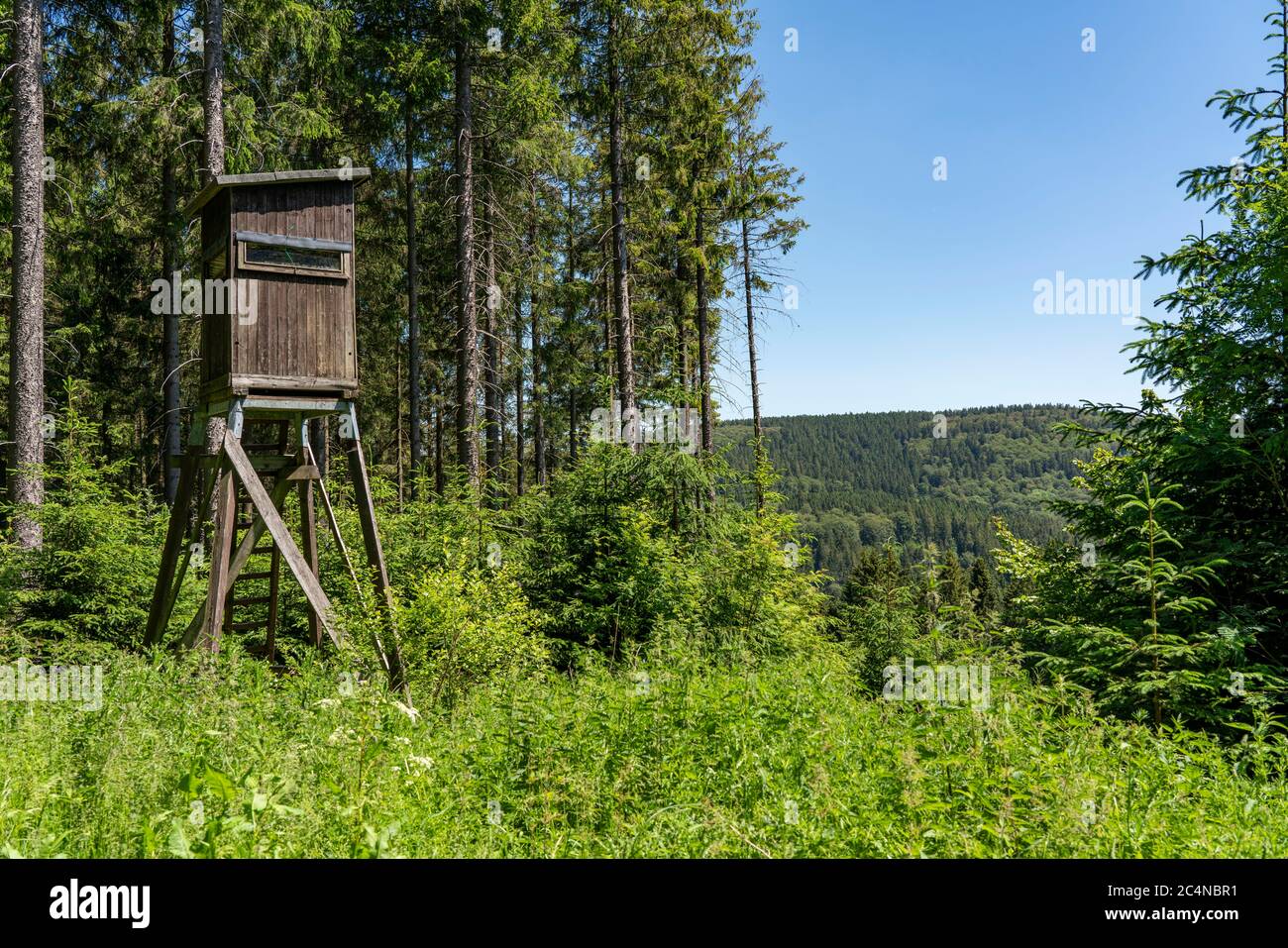 Foresta, paesaggio sul Langenberg, vicino a Niedersfeld, nel Hochsauerlandkreis, la montagna più alta in NRW, sede alta per i cacciatori, Germania Foto Stock