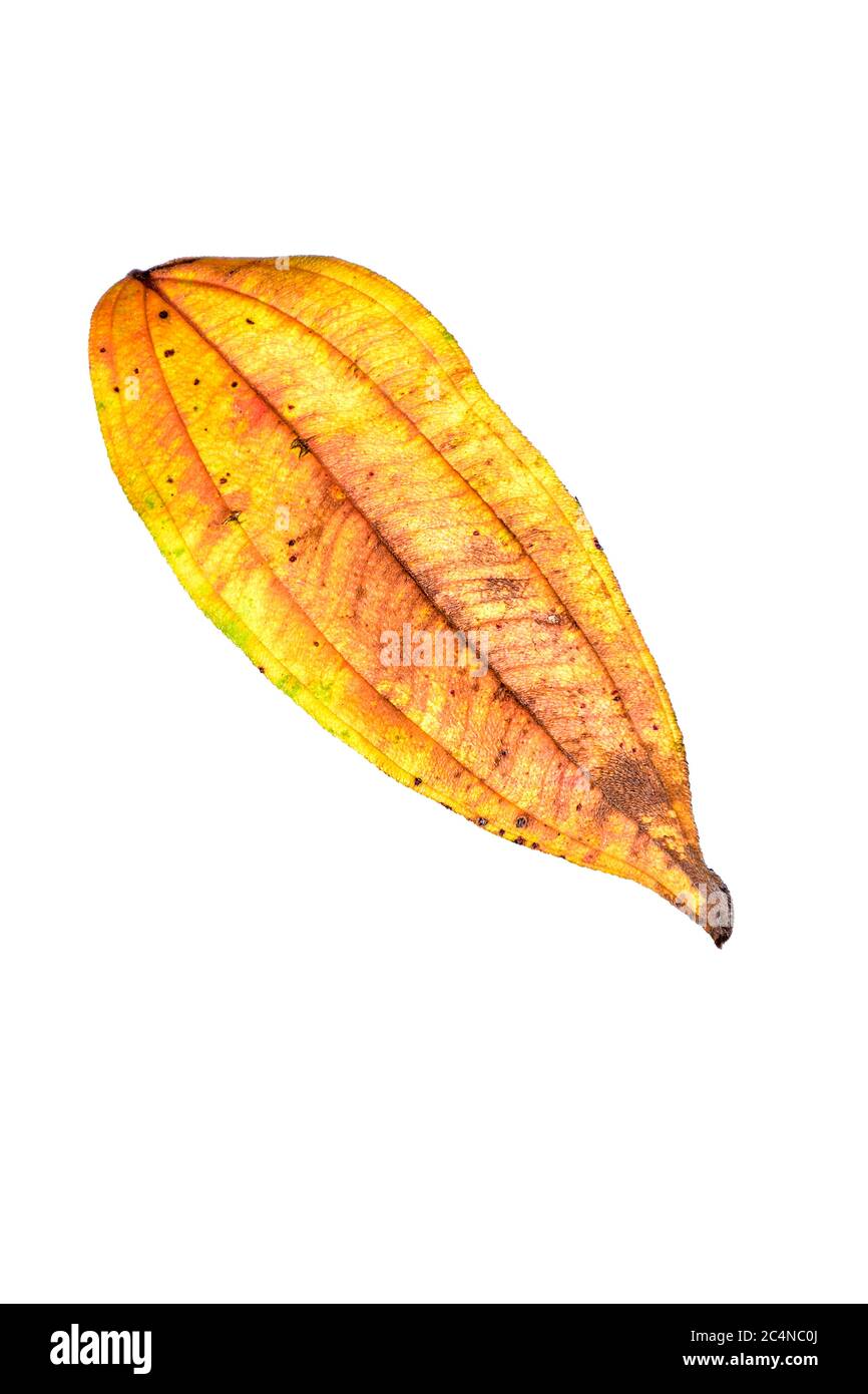 Foglie secche tropicali in autunno isolate su sfondo bianco con un percorso di cliping. Immagine HD e risoluzione grande. Possono essere utilizzati come sfondo del desktop Foto Stock