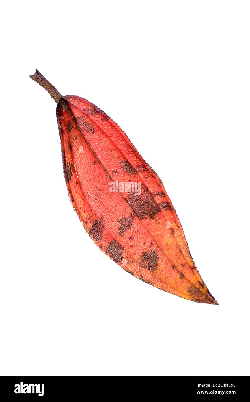 Foglie secche tropicali in autunno isolate su sfondo bianco con un percorso di cliping. Immagine HD e risoluzione grande. Possono essere utilizzati come sfondo del desktop Foto Stock