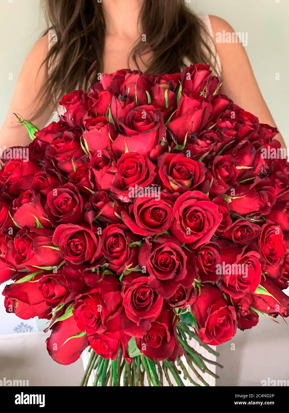Una ragazza giovane che tiene in mano un bouquet enorme di 101 rose rosse  meravigliose. Vista frontale Foto stock - Alamy