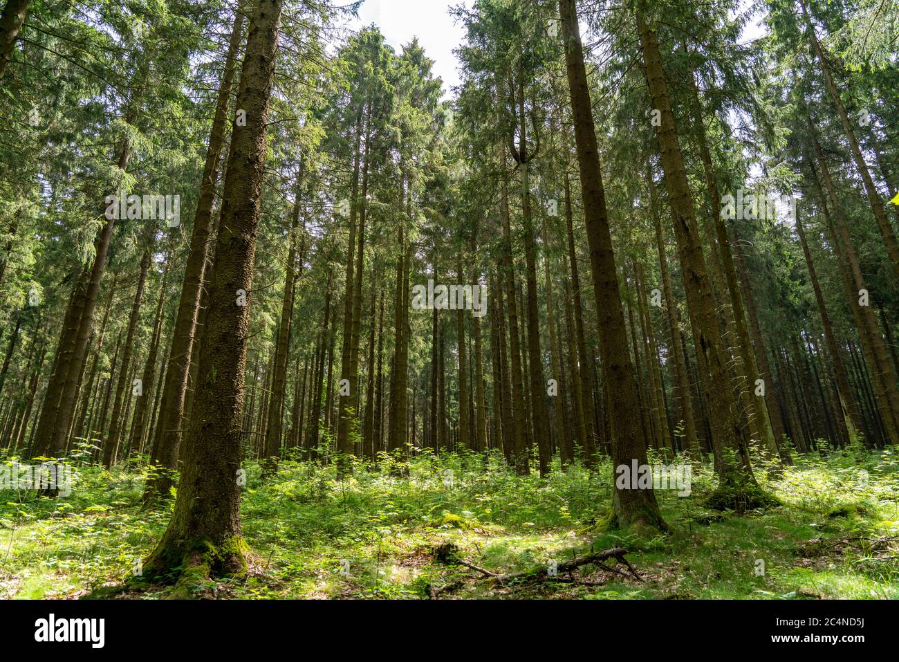 Foresta, paesaggio Bad Fredeburg, spruces a Hochsauerlandkreis, montagna più alta in NRW, 843 metri sul livello del mare, Germania Foto Stock