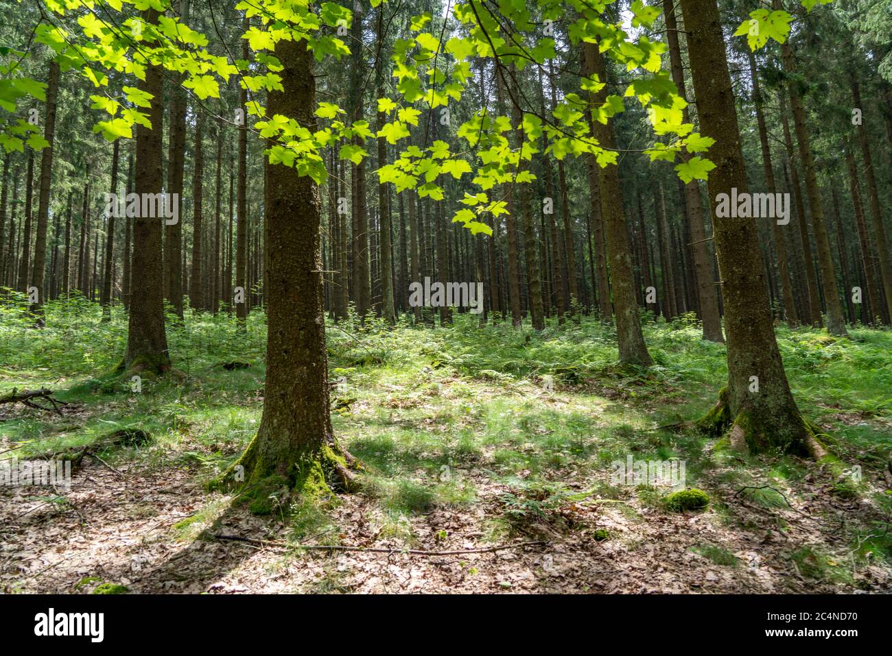 Foresta, paesaggio Bad Fredeburg, spruces a Hochsauerlandkreis, montagna più alta in NRW, 843 metri sul livello del mare, Germania Foto Stock