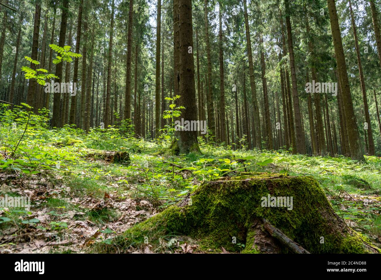 Foresta, paesaggio Bad Fredeburg, spruces a Hochsauerlandkreis, montagna più alta in NRW, 843 metri sul livello del mare, Germania Foto Stock