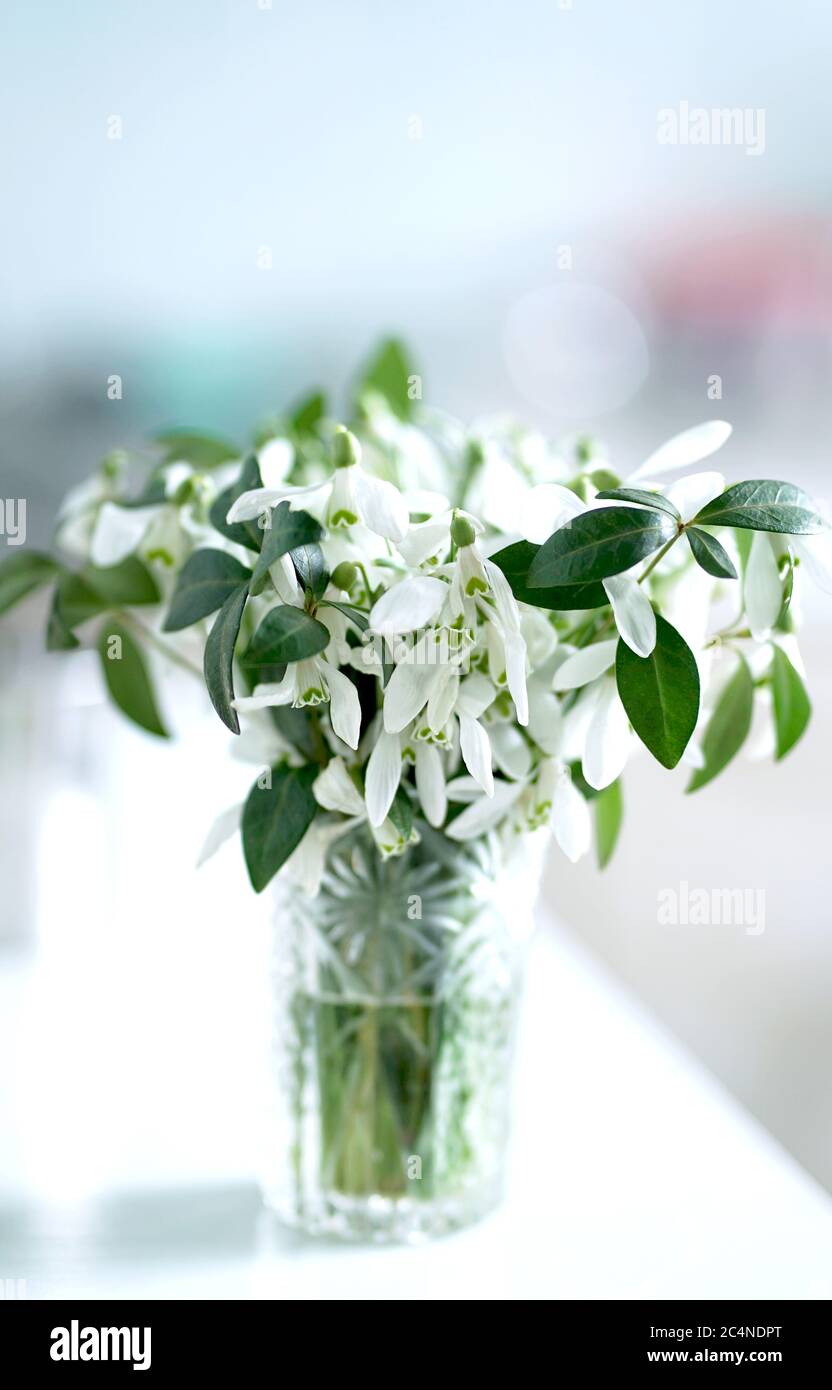 Delicato bouquet di gocce di neve in un vetro di cristallo. Foto Stock