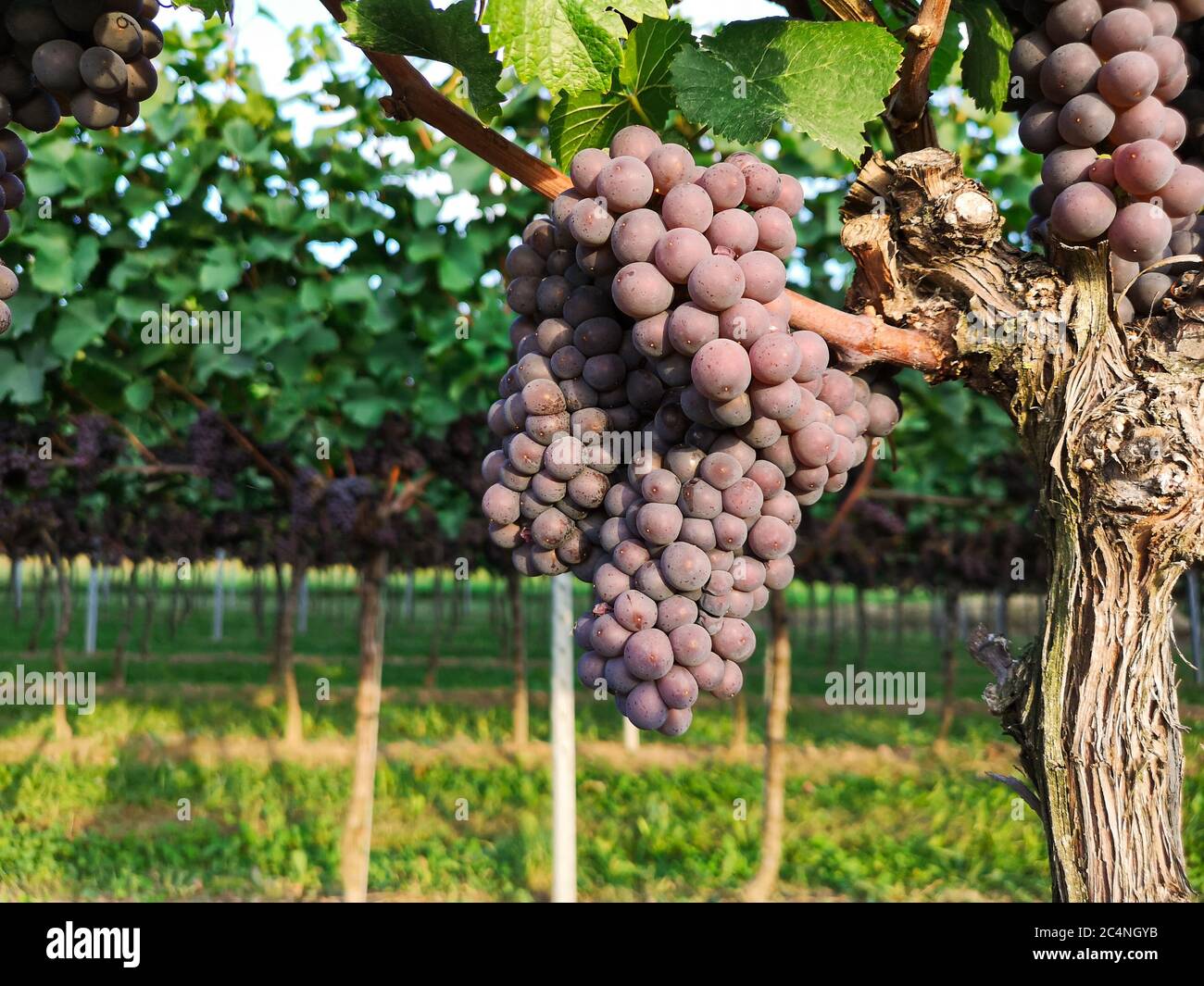 Grappoli di uve rosse porpora mature appesi a vigneti di alberi d'uva, frutta fresca Foto Stock