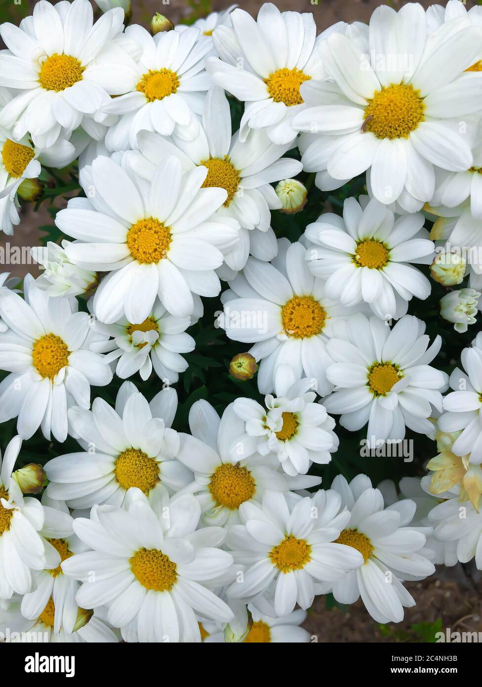 Primo piano bianco daisy camomilla crisantemo fiore Foto Stock
