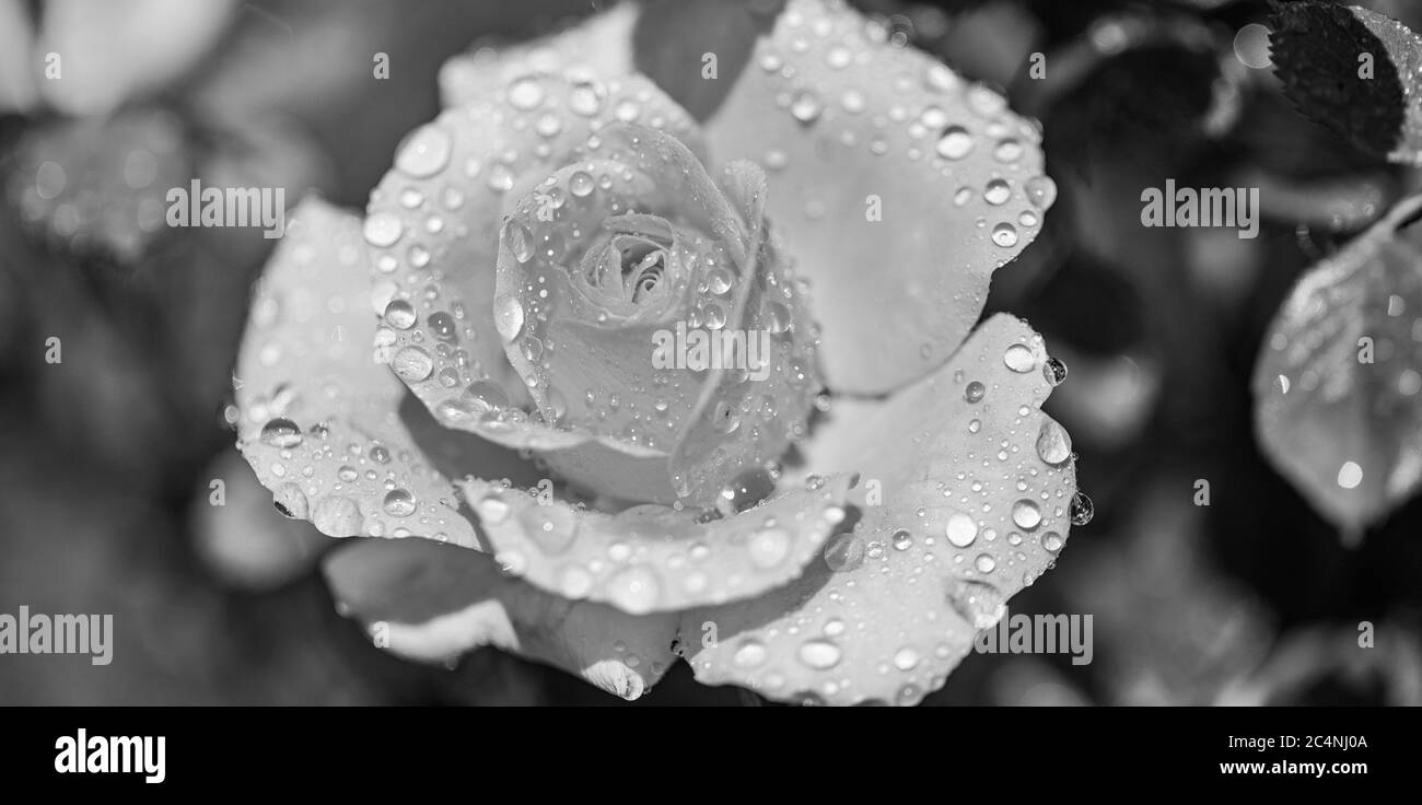 bella rosa arancione con gocce d'acqua in primo piano. Primo piano estremo di una bella rosa con dondolamenti. Foto Stock