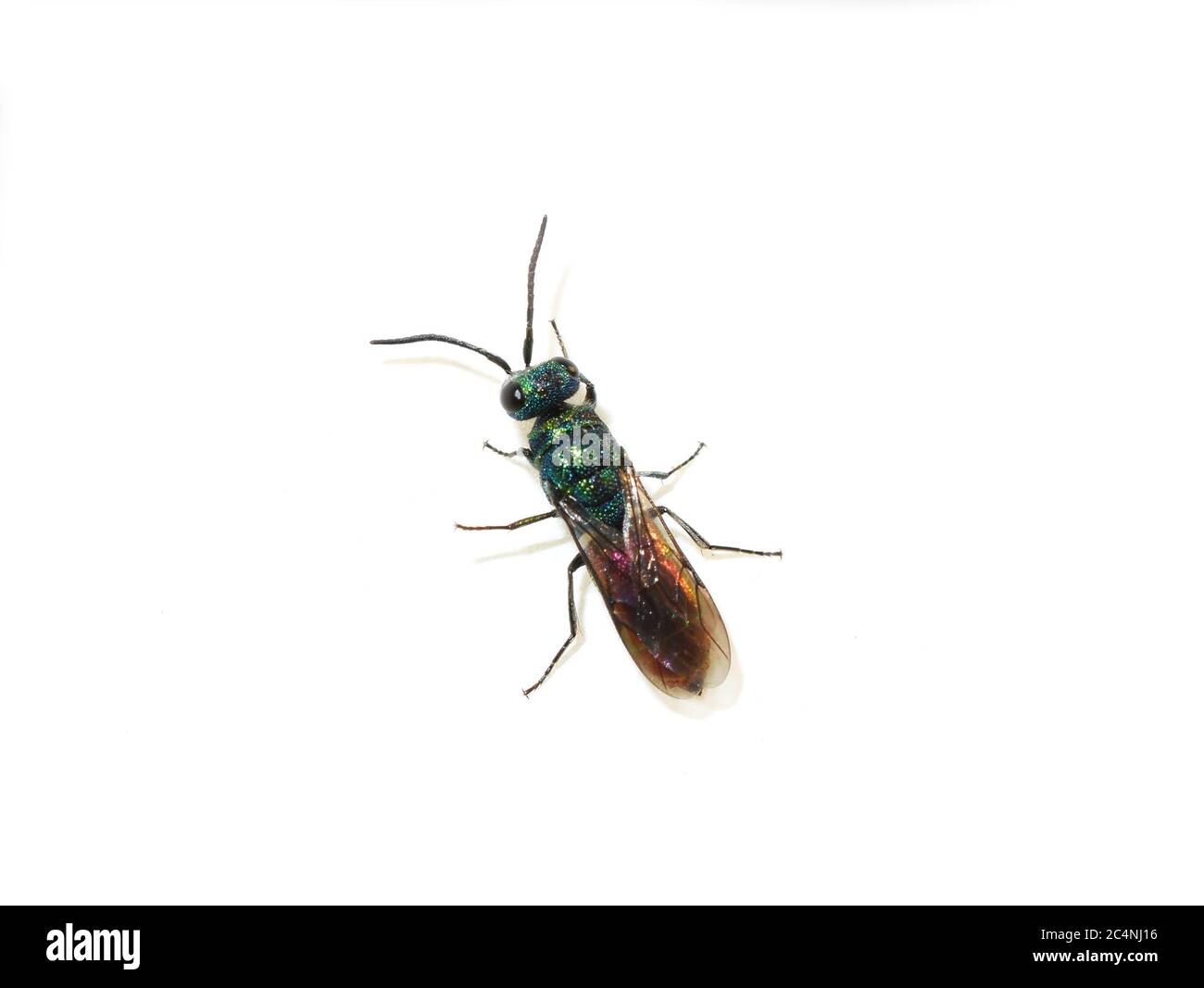 Il colorato comune Chrysis angustula giardino cucù wasp su sfondo bianco Foto Stock