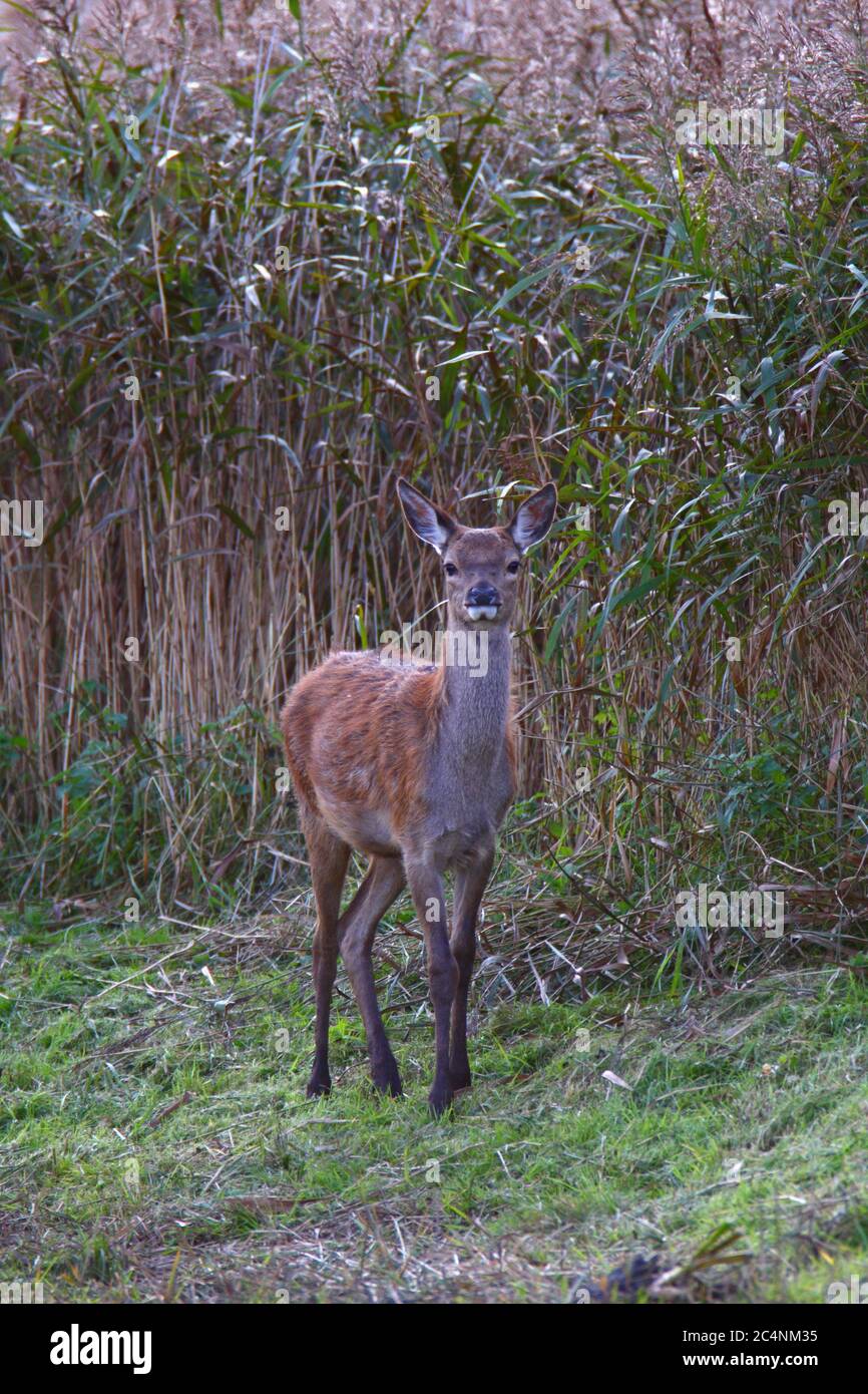 CERVO ROSSO (Cervus elaphus) vitello giovane in un letto di reddone, Regno Unito. Foto Stock