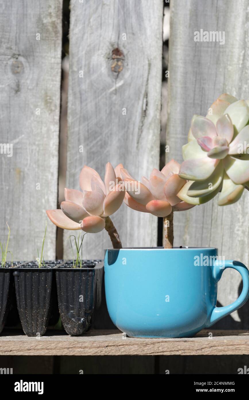 Un reimpiego creativo upcycled di una vecchia tazza di caffè convertita in una pentola del giardino per le succulente in un giardino dell'Australia di Sydney Foto Stock