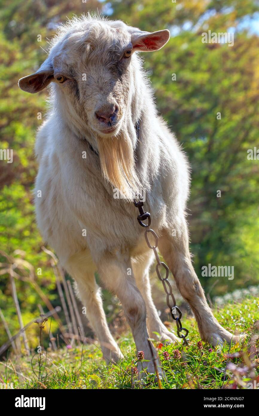 Il goto divertente guarda alla fotocamera . Portrat di animale domestico Foto Stock