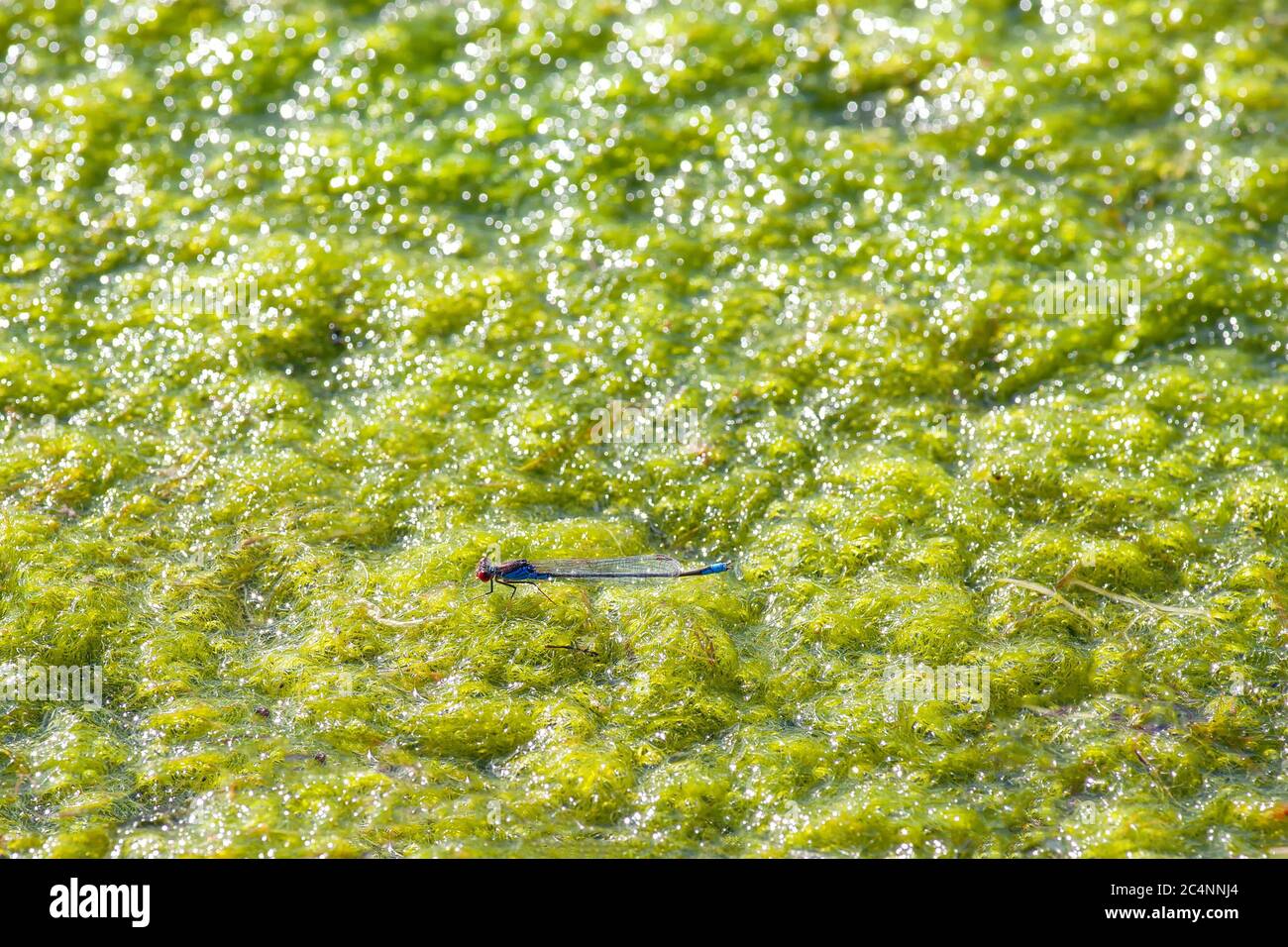 Dragonfly sulla superficie della palude . Superficie umida di alghe Foto Stock