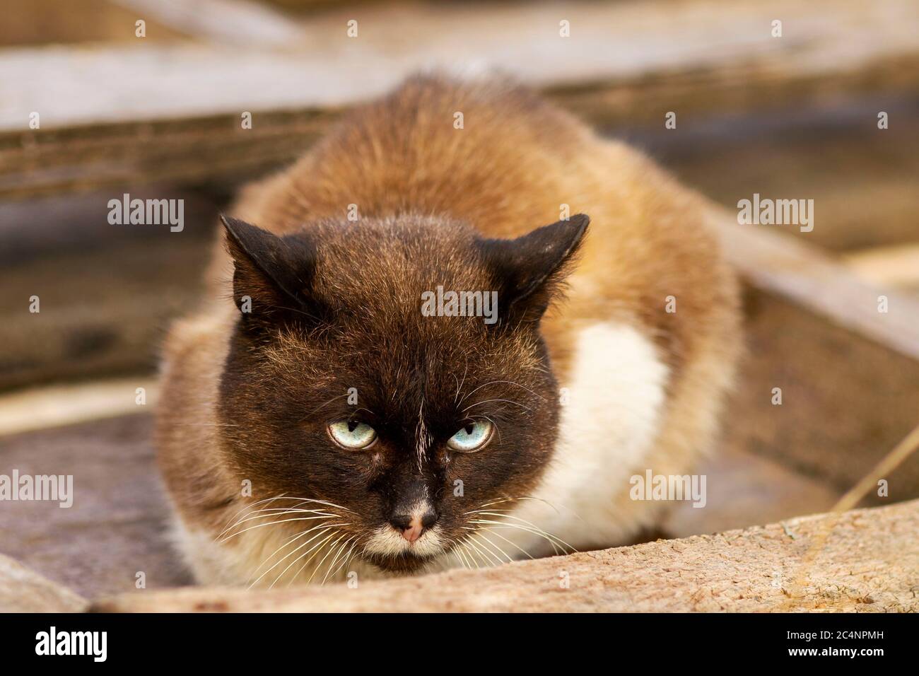 gatto siamese seduto sulla strada in un pallet di legno Foto Stock