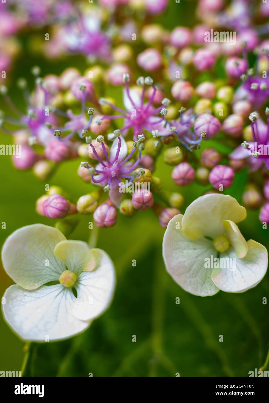 Scatto verticale di un bel bouquet di idrangea Foto Stock