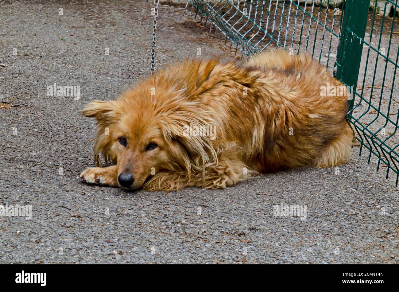 Un cane da recupero dorato in purebred si tiene di fronte alla porta della fattoria, Sofia, Bulgaria Foto Stock