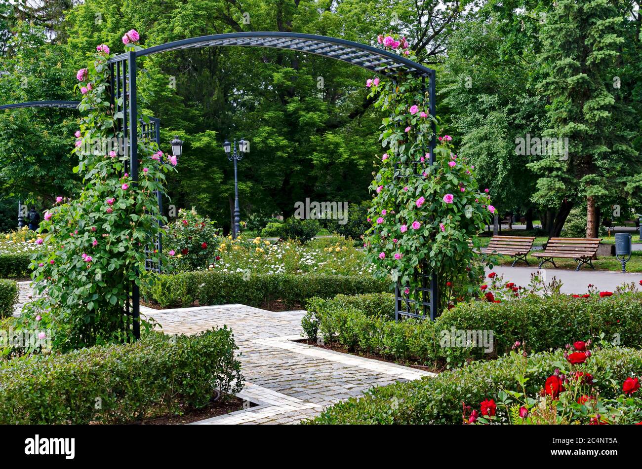 Arco decorativo da giardino da una cornice con alti cespugli di rose fioriti, Sofia, Bulgaria Foto Stock