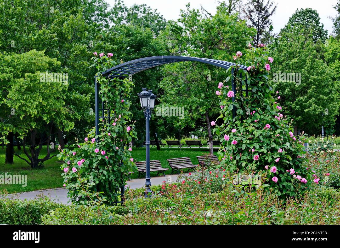 Arco decorativo da giardino da una cornice con alti cespugli di rose fioriti, Sofia, Bulgaria Foto Stock