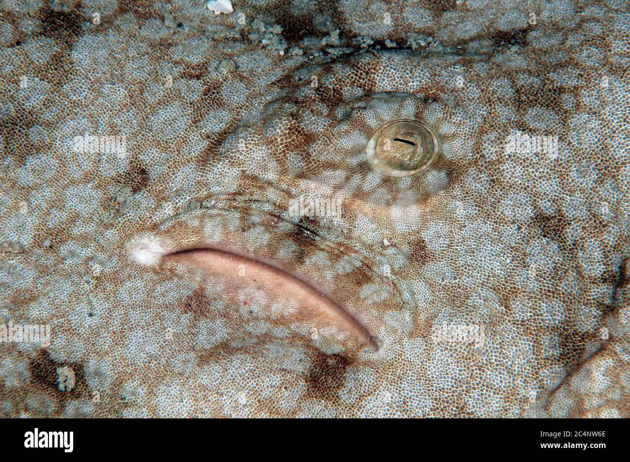 Occhio e spiracolo dettaglio di uno squalo di wobbegong tasseled, Eucrossorhinus dasipogon, Heron Island, Grande barriera Corallina, Australia Foto Stock
