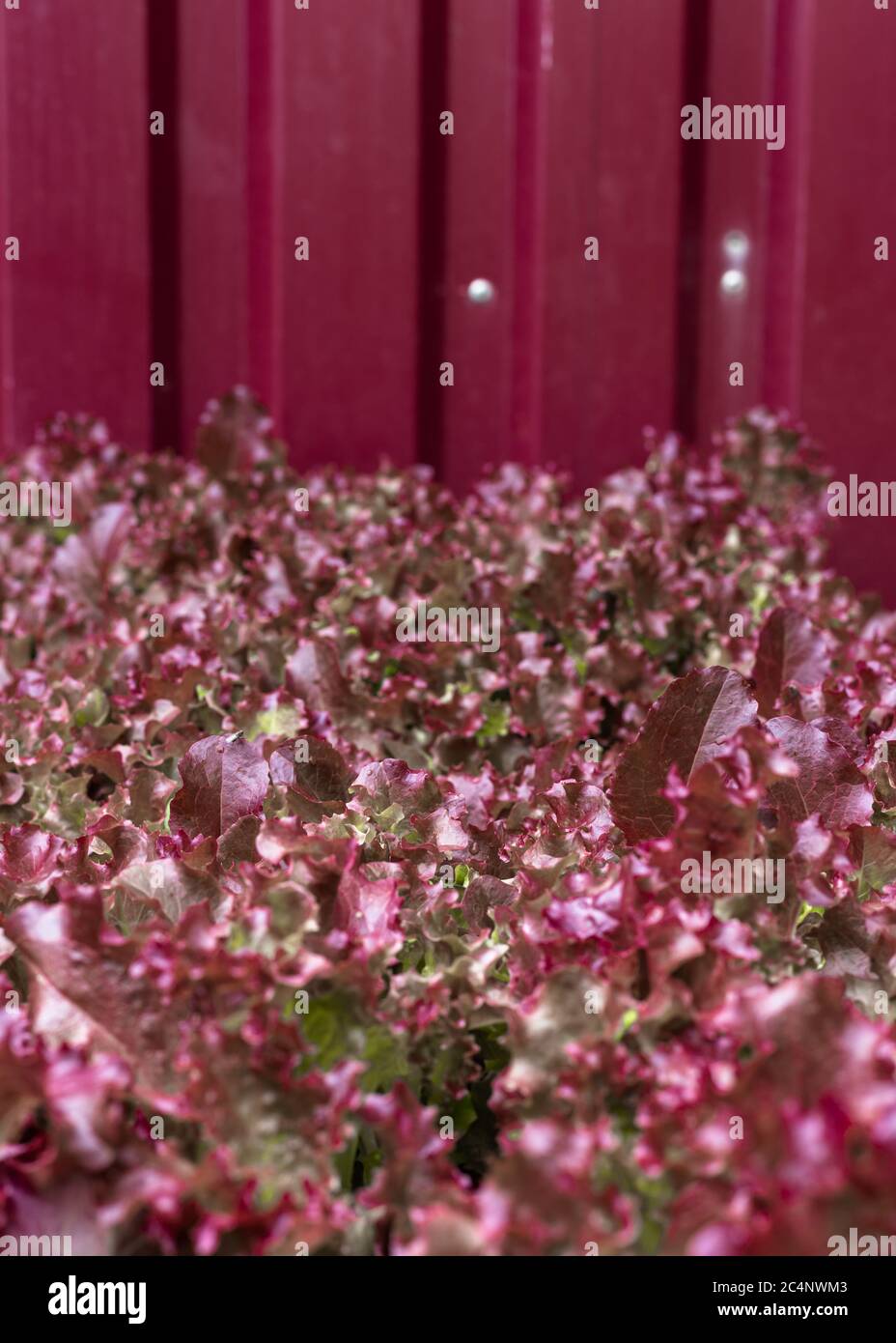 Insalata succosa in giardino Foto Stock