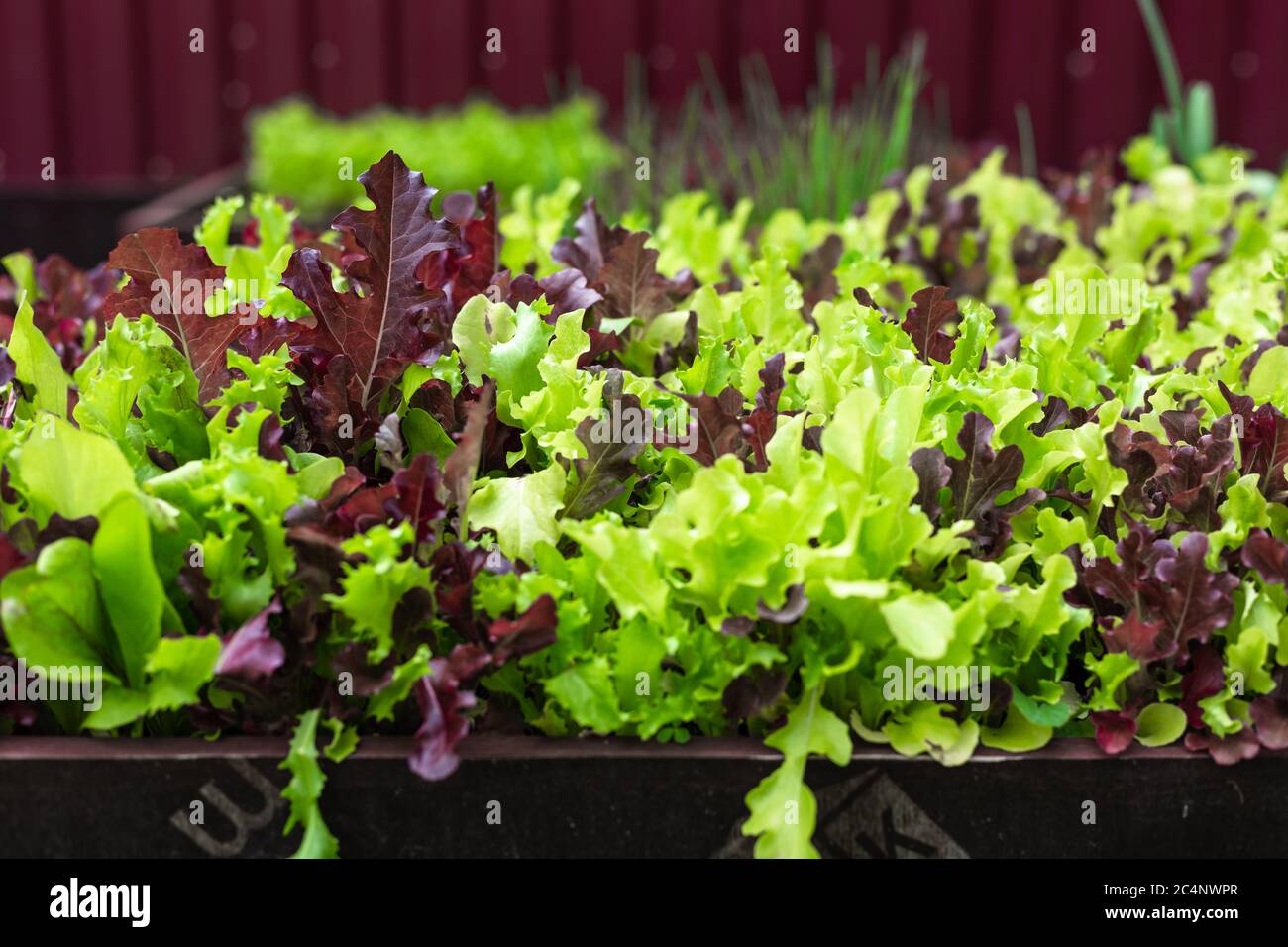 Insalata succosa in giardino Foto Stock