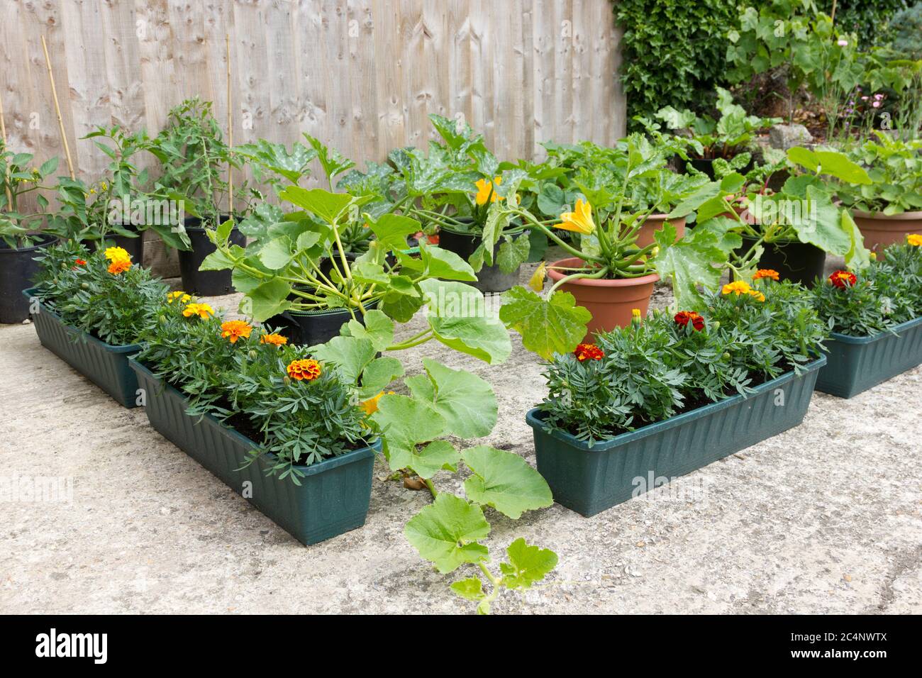 Giardinaggio vegetale biologico in pentole e contenitori Foto Stock
