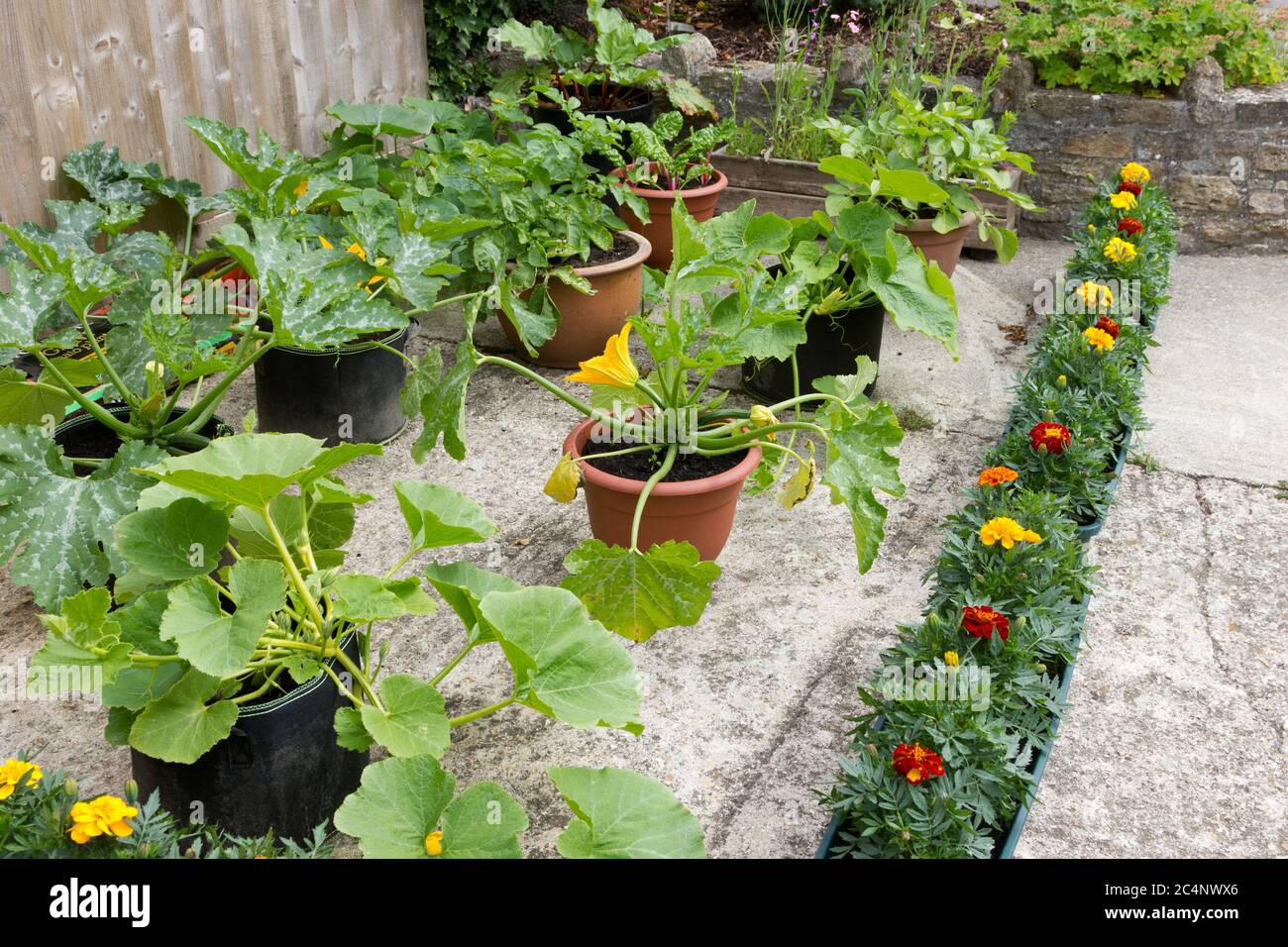Giardinaggio vegetale biologico in pentole e contenitori Foto Stock