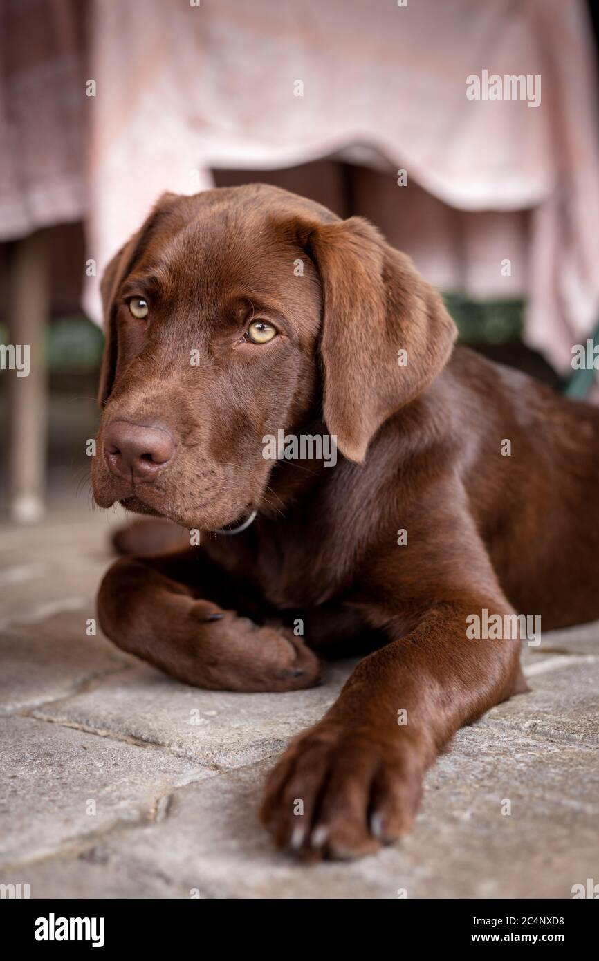 Marrone labrador cucciolo. Cane al cioccolato. Foto Stock