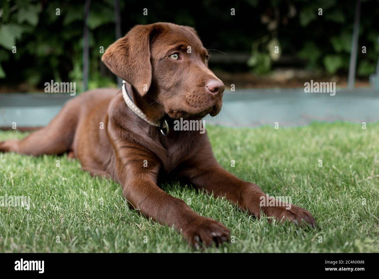 Marrone labrador cucciolo. Cane al cioccolato. Foto Stock