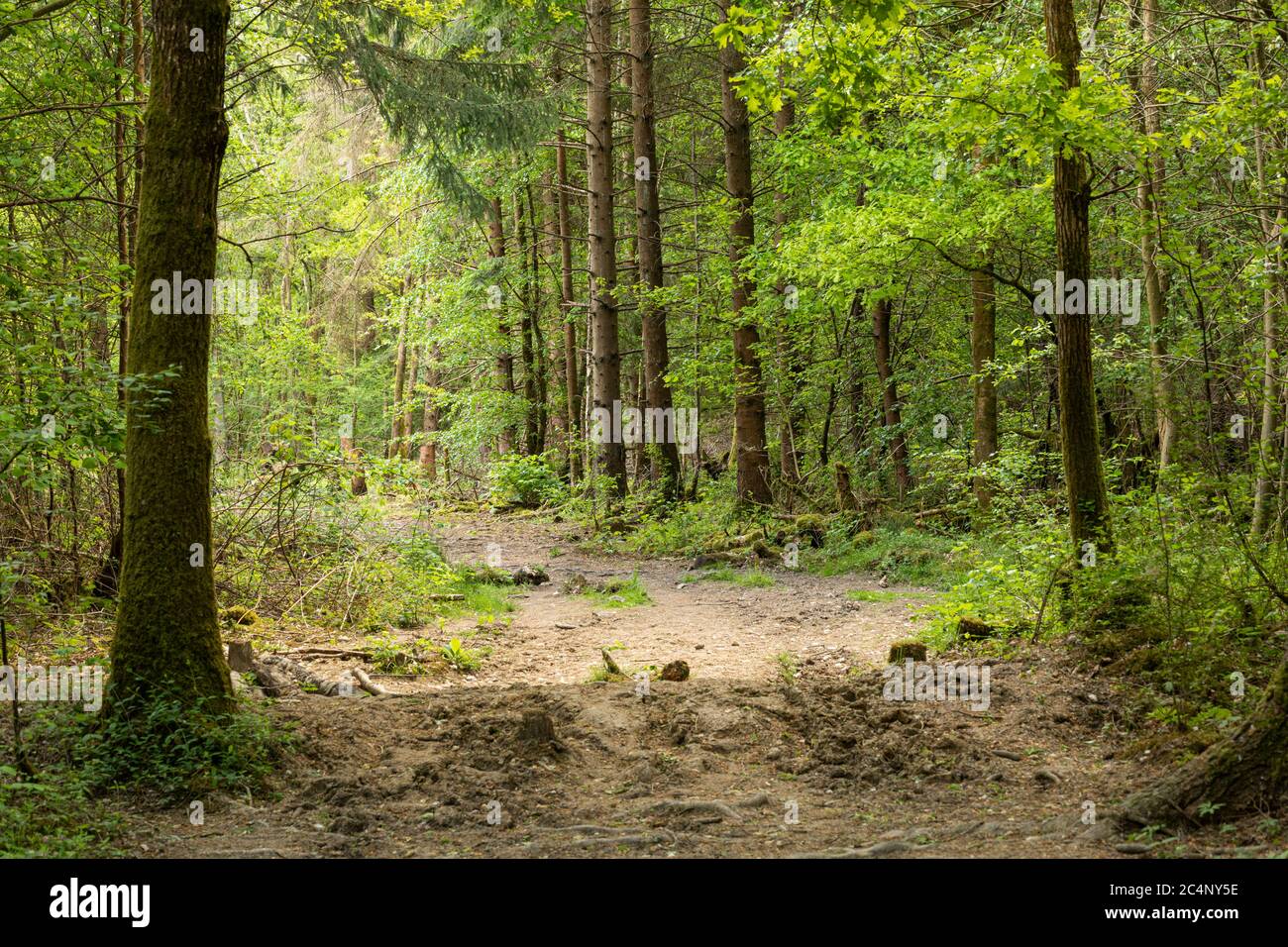 Clanger Woods antico bosco un sito designato di interesse scientifico speciale (SSSI), vicino a Westbury, Wiltshire, Inghilterra, Regno Unito Foto Stock