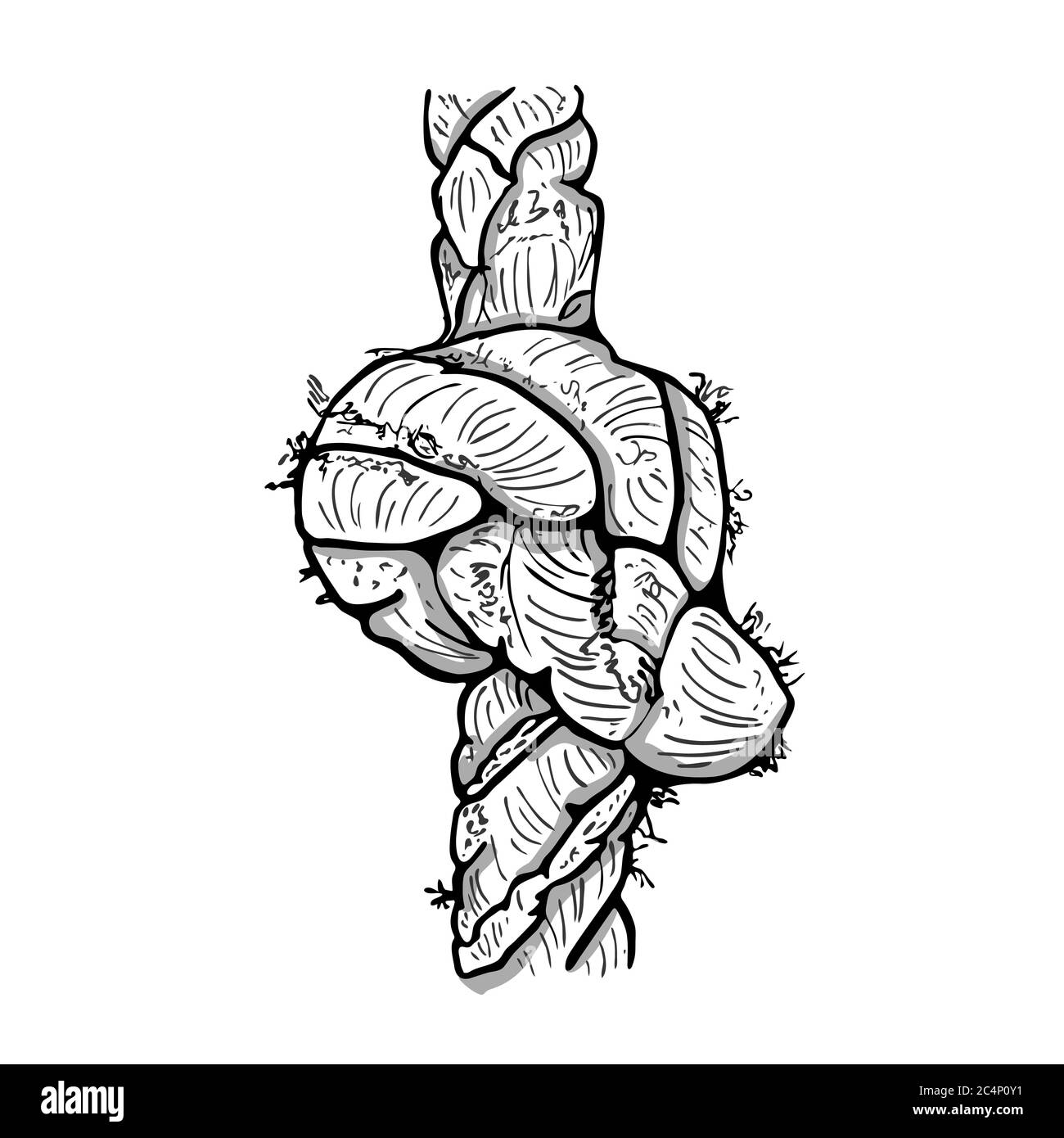Nodo di corda isolato su sfondo bianco. Schizzo del nodo della fune disegnato a mano. Simbolo per fiducia, fede, metafora per forza o sollecitazione.immagine vettoriale Stock Illustrazione Vettoriale