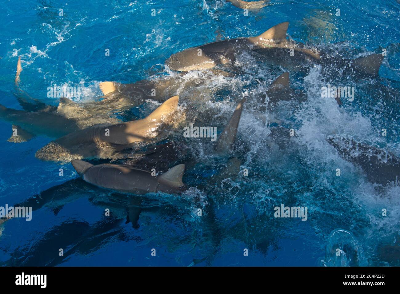 Squali di limone, Negaprion brevirostris, alimentazione frenesia, Tiger Beach, Bahamas Foto Stock