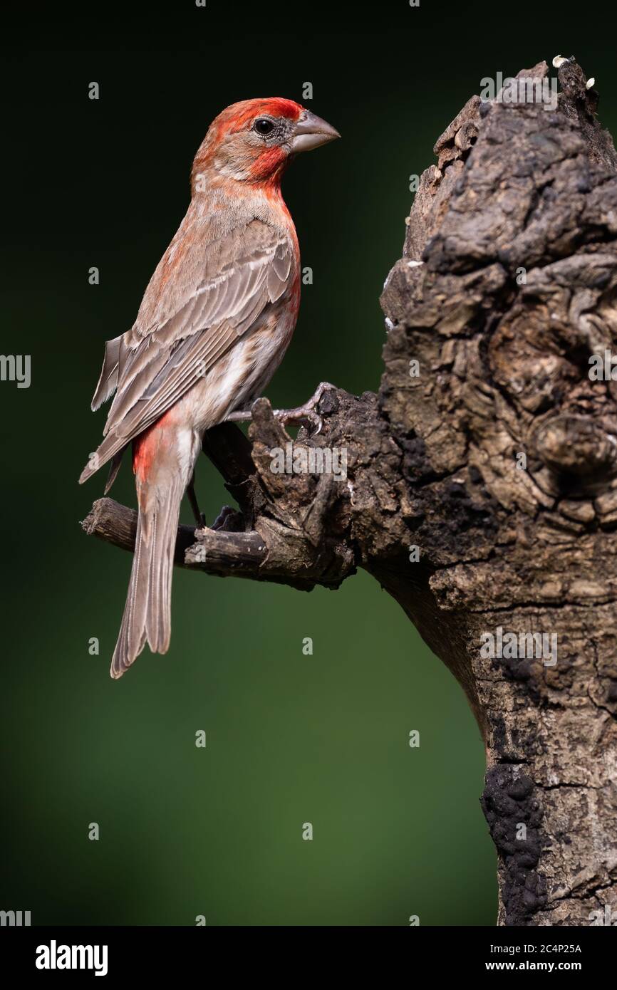 Maschio casa finch appollaiato su un ceppo di albero Foto Stock