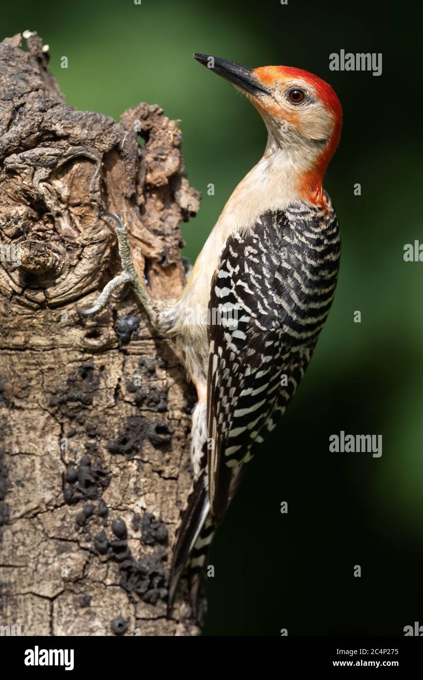 Picchio rosso-belluto che si attaglia ad un albero Foto Stock