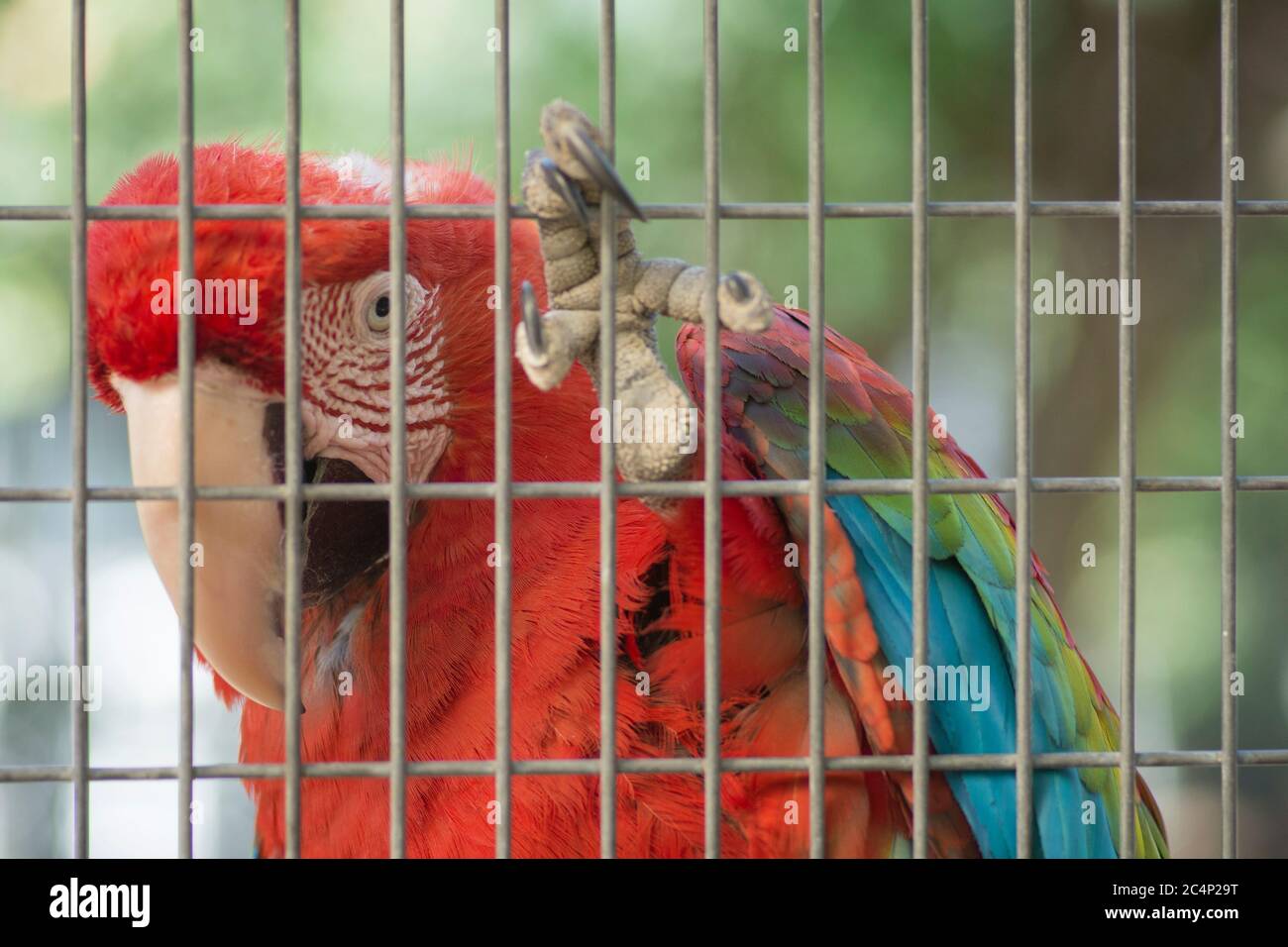 Primo piano di un macaw rosso-e-verde (Ara chloropterus), che tiene la gabbia con le sue artigli Foto Stock