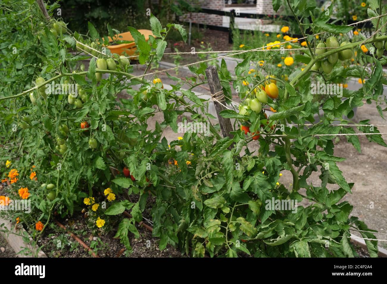 Urban Garden, conosciuto anche come Rain Garden, con Meloni, Girasoli, Kale, Spinach e Fiori Foto Stock