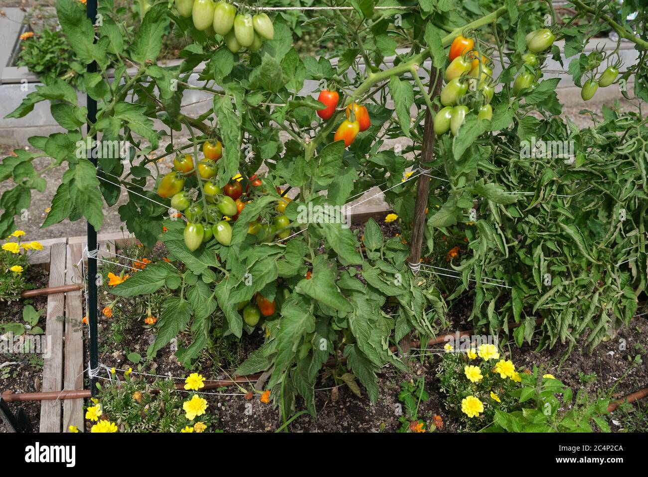 Urban Garden, conosciuto anche come Rain Garden, con Meloni, Girasoli, Kale, Spinach e Fiori Foto Stock