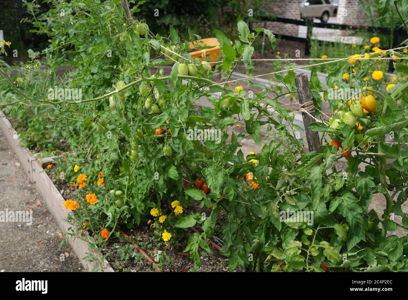 Urban Garden, conosciuto anche come Rain Garden, con Meloni, Girasoli, Kale, Spinach e Fiori Foto Stock