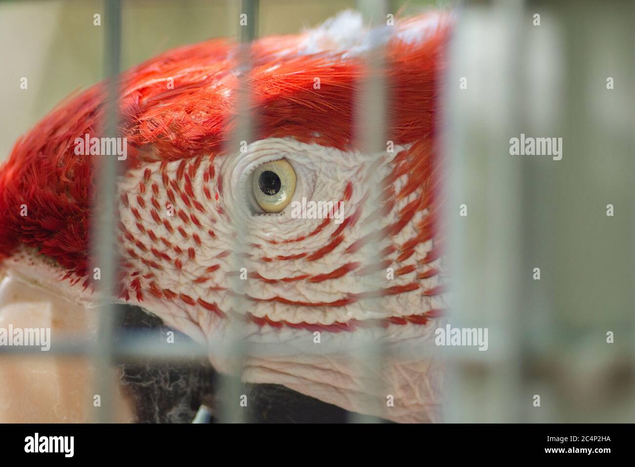 Primo piano di un occhio di macaw rosso e verde (Ara chloropterus), all'interno di una gabbia Foto Stock