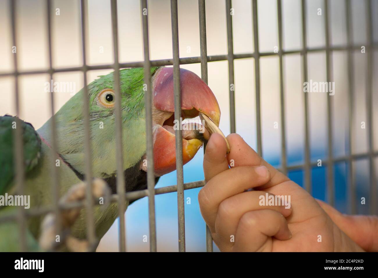 Ritratto di un parakeet alessandrino (Psittacula eupria), mangiando un seme di girasole dalla mano di un bambino Foto Stock
