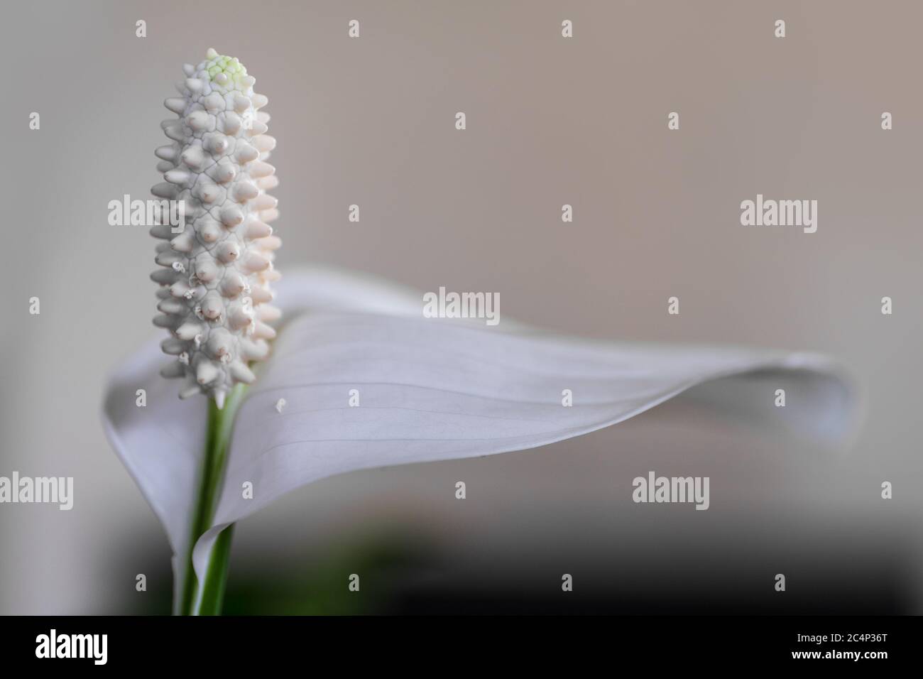 Primo piano di un singolo petalo bianco fiore chiamato Spath o Peace Lilly (Spathiphyllllum cochlearispathum) con profondità di campo stretta Foto Stock