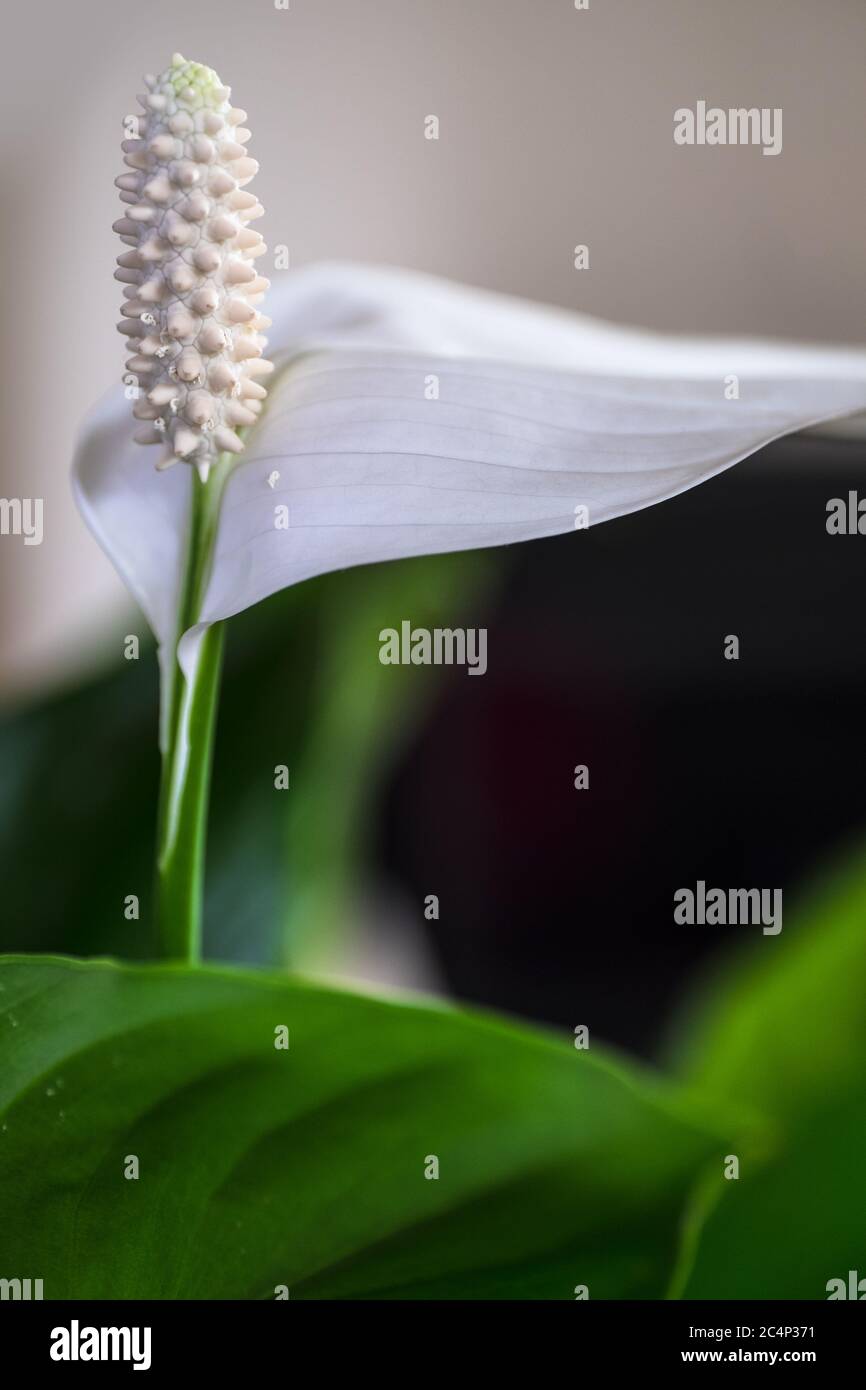 Primo piano di un singolo petalo bianco fiore chiamato Spath o Peace Lilly (Spathiphyllllum cochlearispathum) con profondità di campo stretta Foto Stock